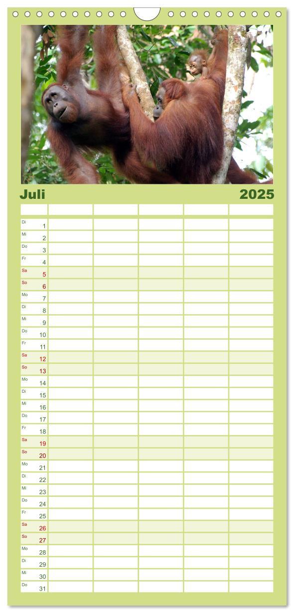 Bild: 9783457126585 | Familienplaner 2025 - Orang-Utans mit 5 Spalten (Wandkalender, 21 x...