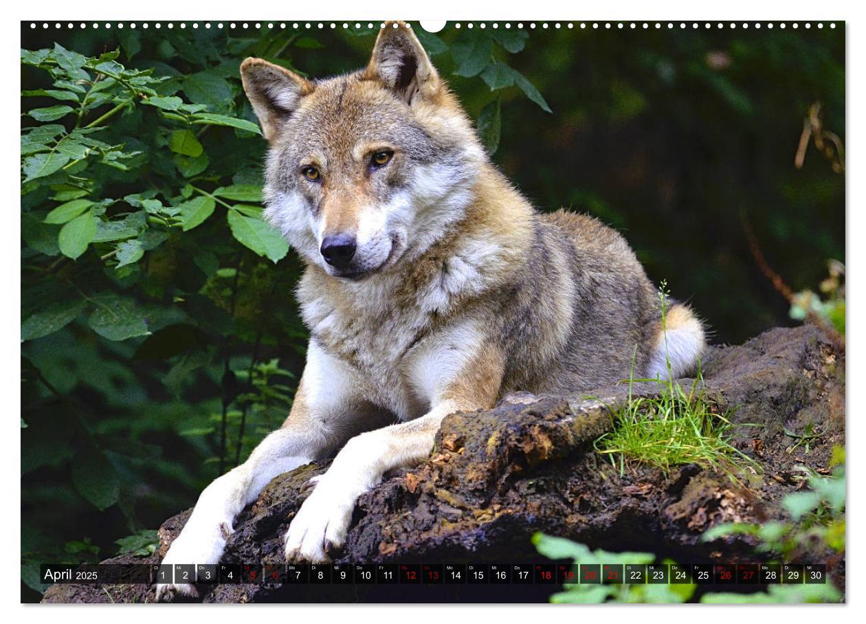 Bild: 9783435263332 | Begegnung mit dem Wolf (Wandkalender 2025 DIN A2 quer), CALVENDO...