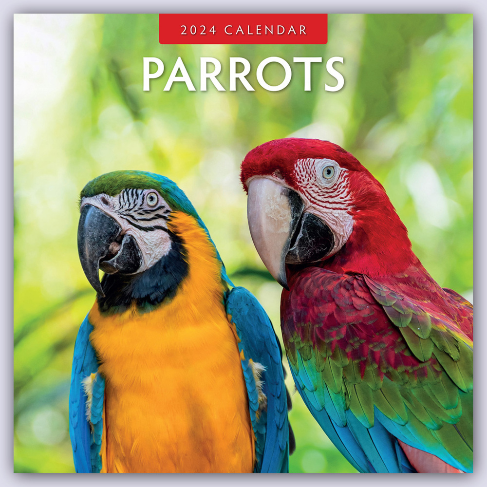 Cover: 9781804421376 | Parrots - Papageien 2024 - 16-Monatskalender | Ltd | Kalender | 2024