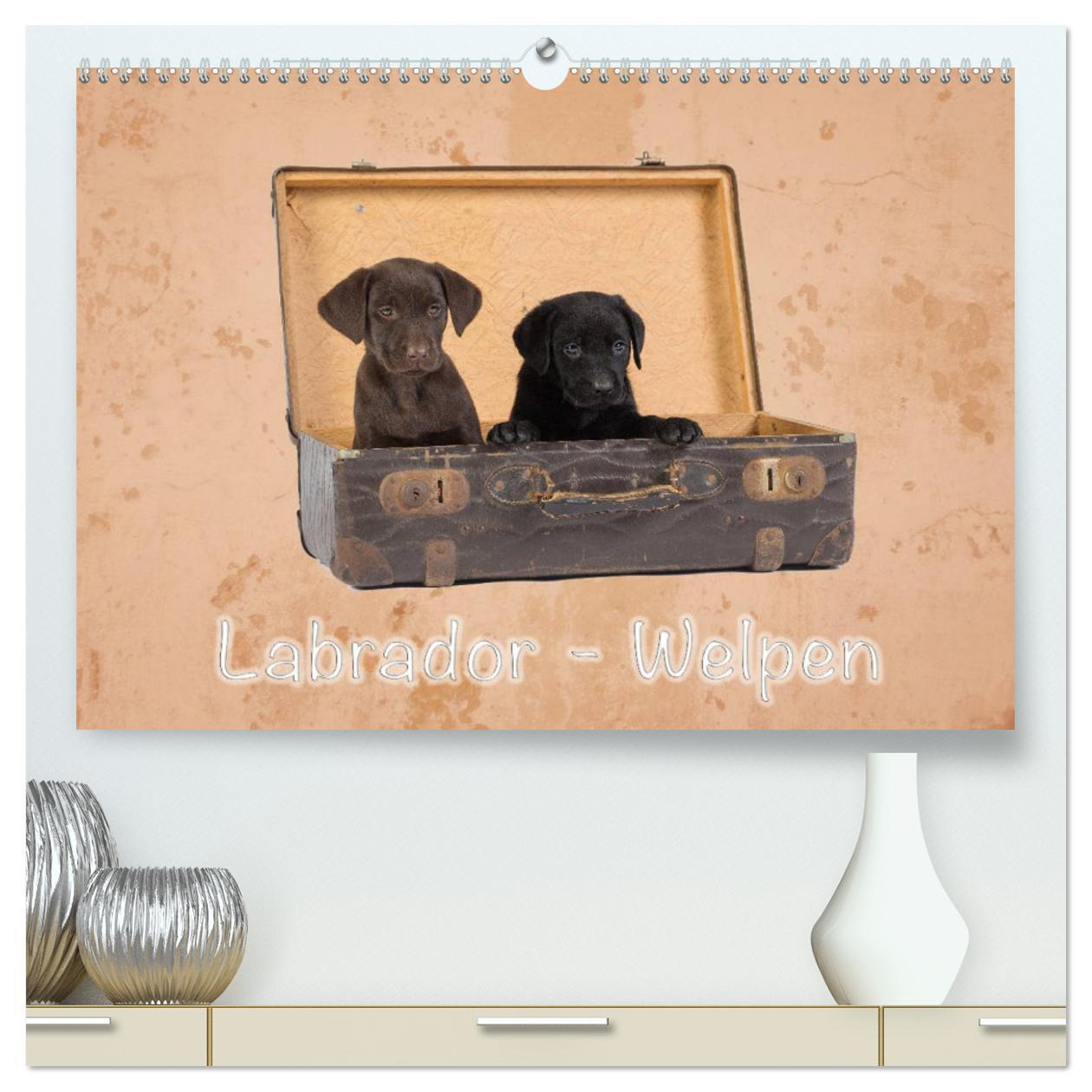 Cover: 9783383401190 | Labrador - Welpen (hochwertiger Premium Wandkalender 2024 DIN A2...