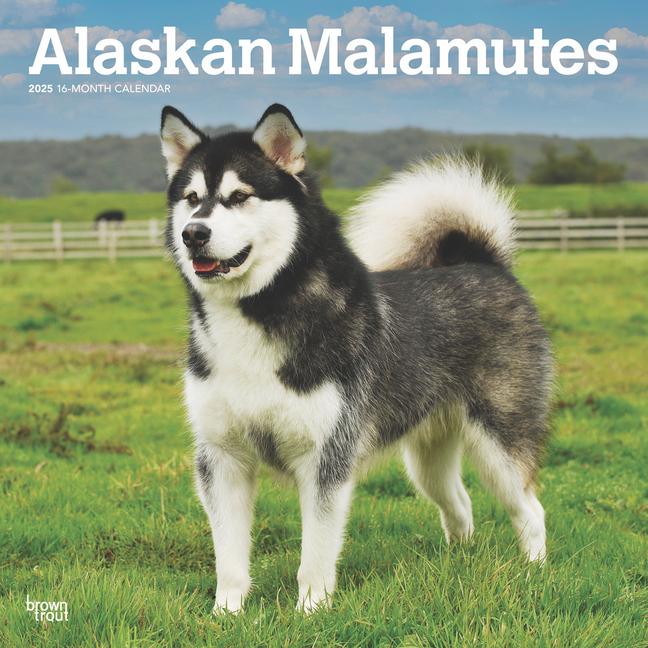 Cover: 9781975476489 | Alaskan Malamutes 2025 12 X 24 Inch Monthly Square Wall Calendar...