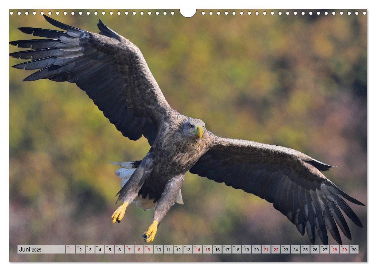 Bild: 9783435230396 | Majestätische Seeadler (Wandkalender 2025 DIN A3 quer), CALVENDO...