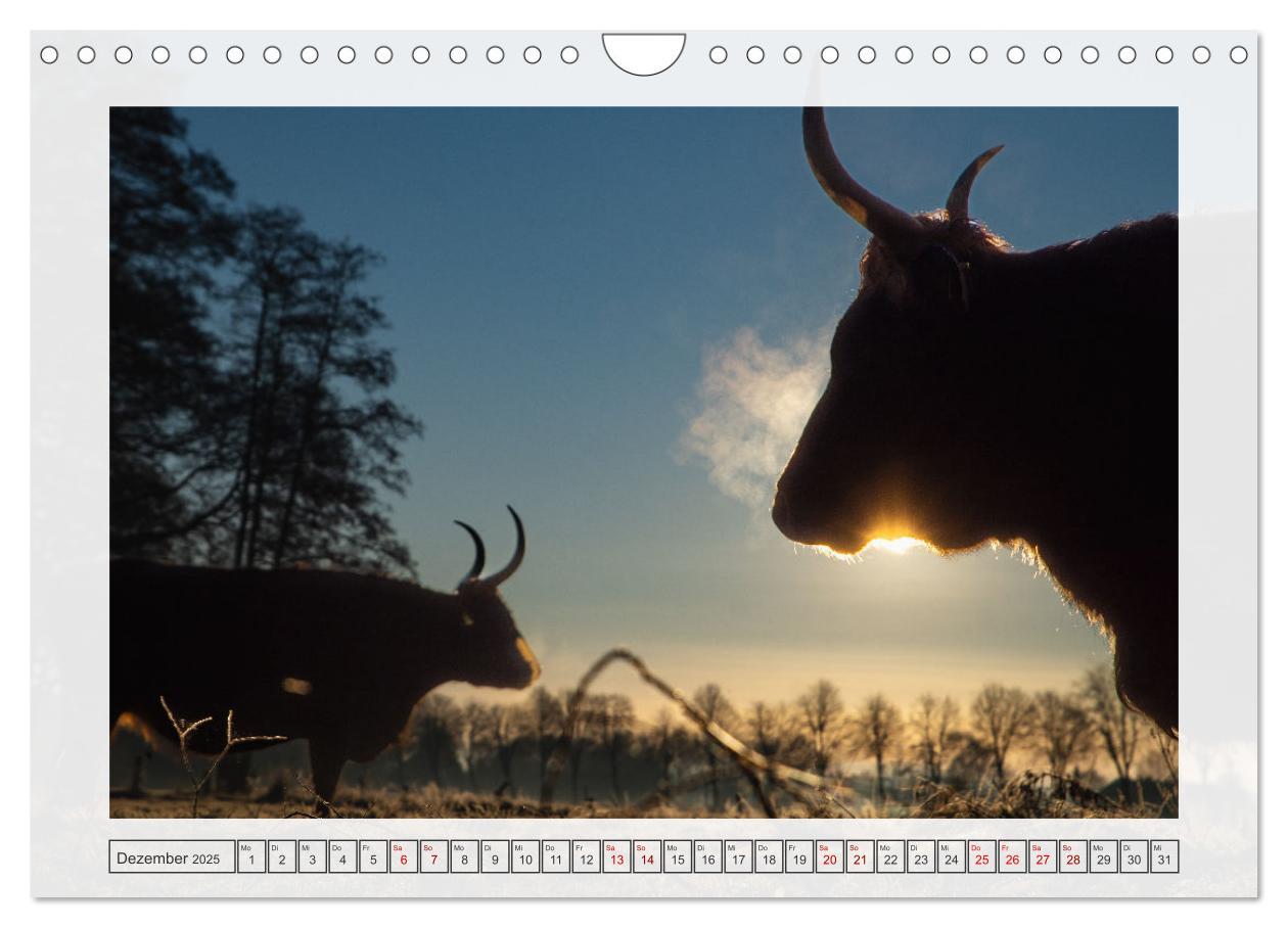 Bild: 9783457243060 | Naturpark Dümmer (Wandkalender 2025 DIN A4 quer), CALVENDO...