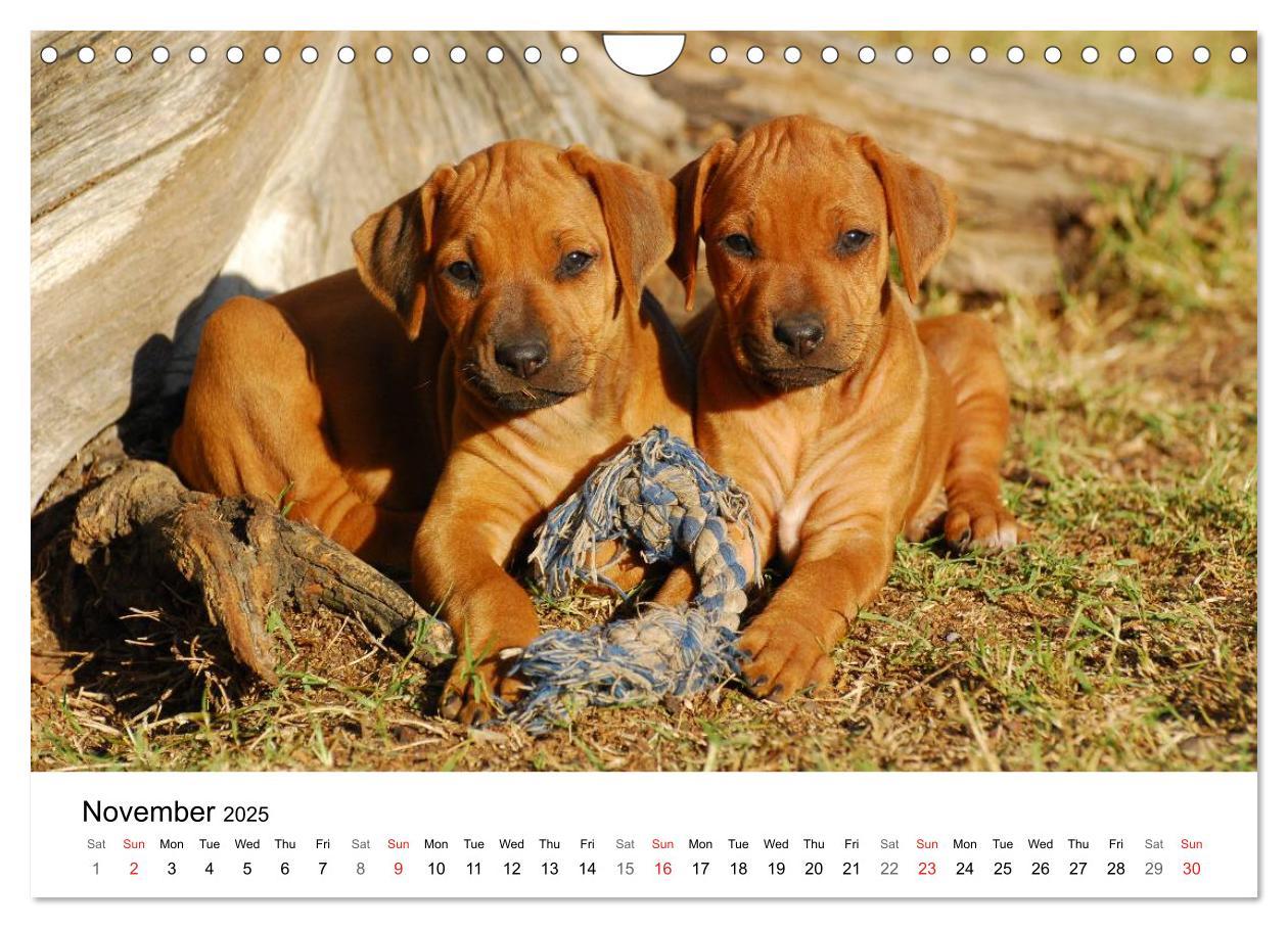 Bild: 9781325960699 | Rhodesian Ridgeback Puppies (Wall Calendar 2025 DIN A4 landscape),...