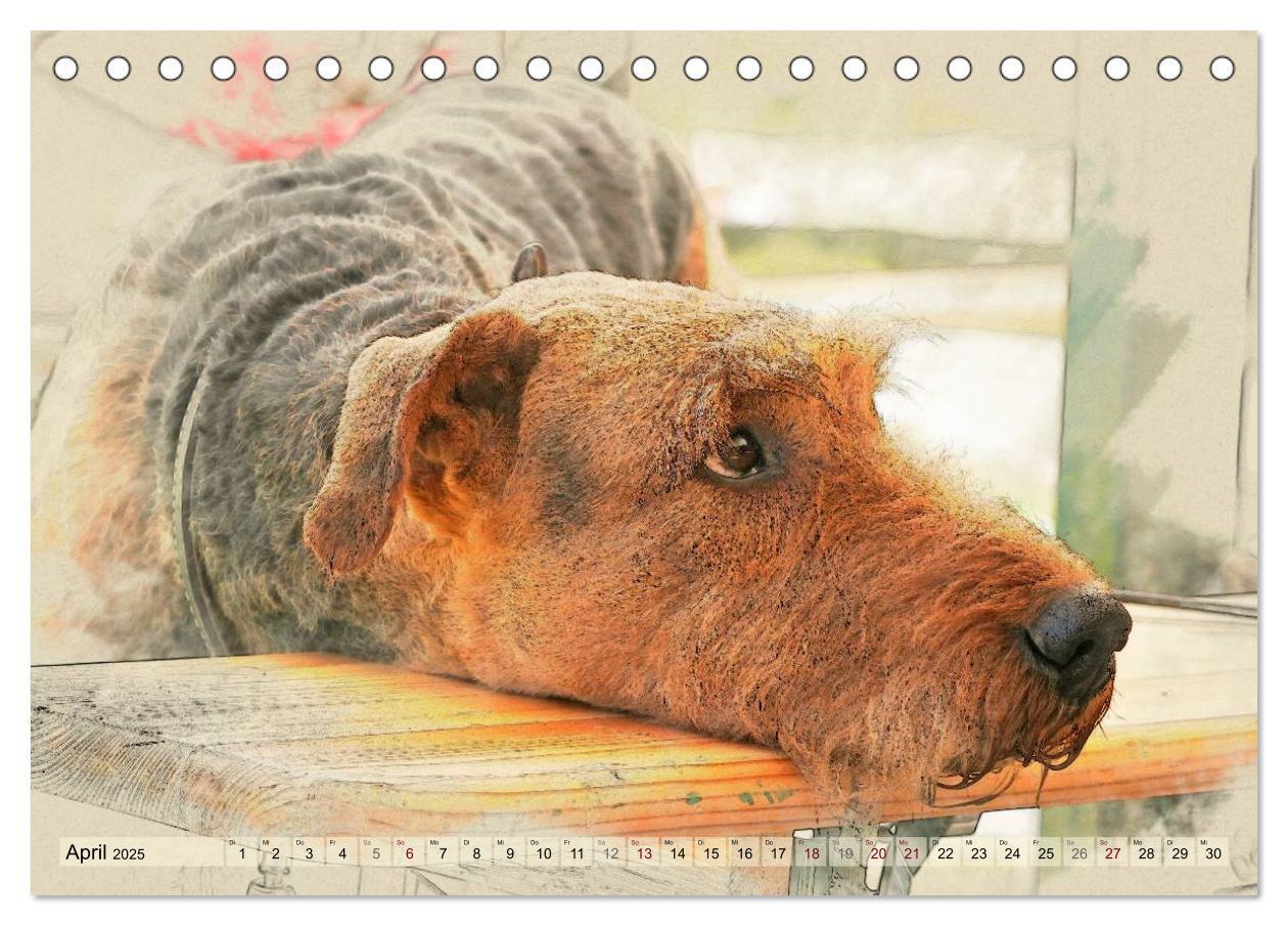 Bild: 9783435626366 | Airedale Terrier 2025 (Tischkalender 2025 DIN A5 quer), CALVENDO...