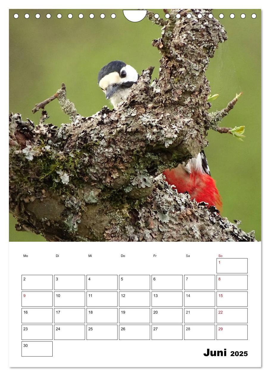 Bild: 9783457042380 | Amsel, Drossel, Fink und Star - beobachtet (Wandkalender 2025 DIN...