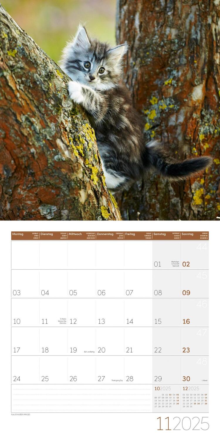 Bild: 9783838445205 | Katzen Kalender 2025 - 30x30 | Ackermann Kunstverlag | Kalender | 2025