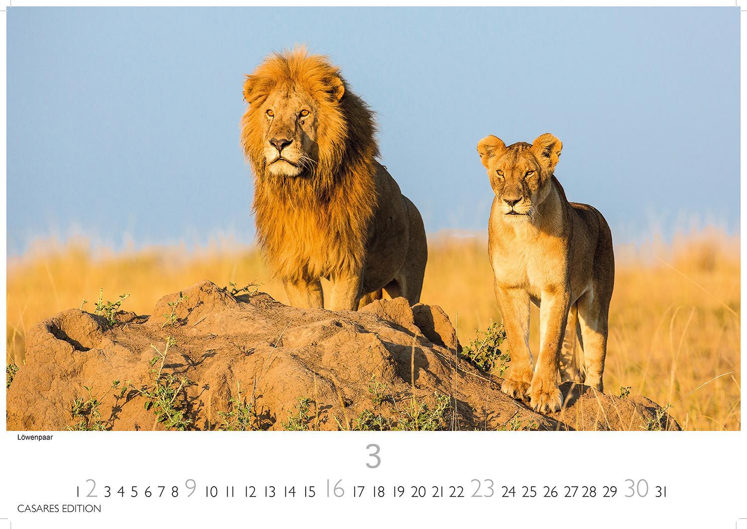 Bild: 9781835241240 | Big Cats 2025 L 35x50cm | Kalender | 14 S. | Deutsch | 2025