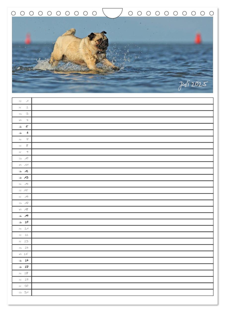 Bild: 9783457067796 | Der mopsige Familienplaner (Wandkalender 2025 DIN A4 hoch),...