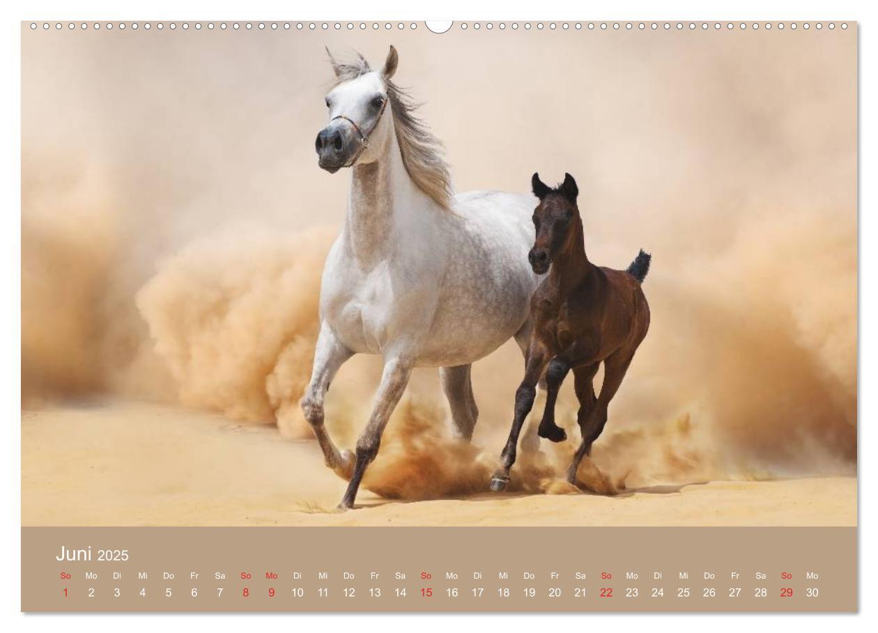 Bild: 9783435677948 | Pferde ¿ Araber im Wüstensand (hochwertiger Premium Wandkalender...