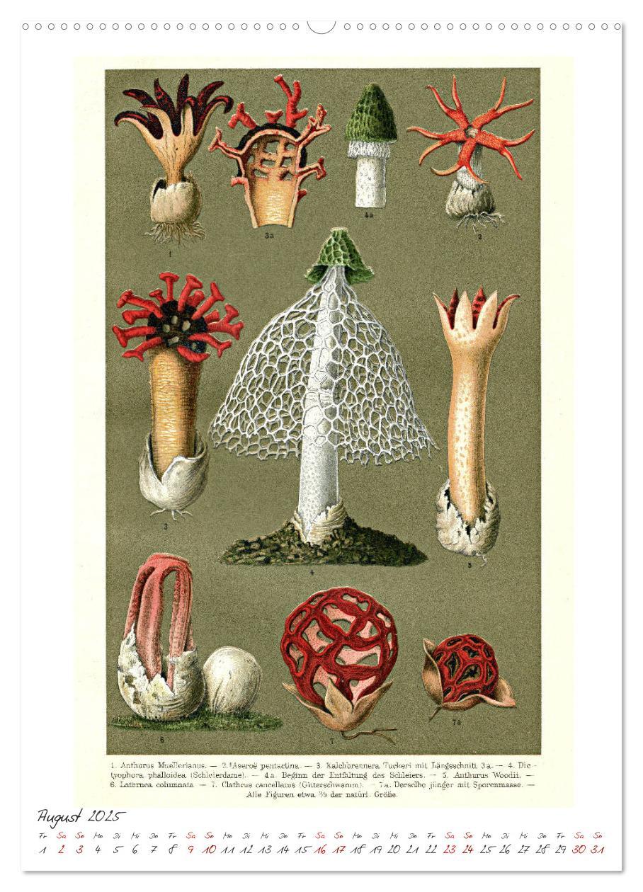 Bild: 9783435978236 | Formenspiele der Evolution. Chromolithographien des 19....