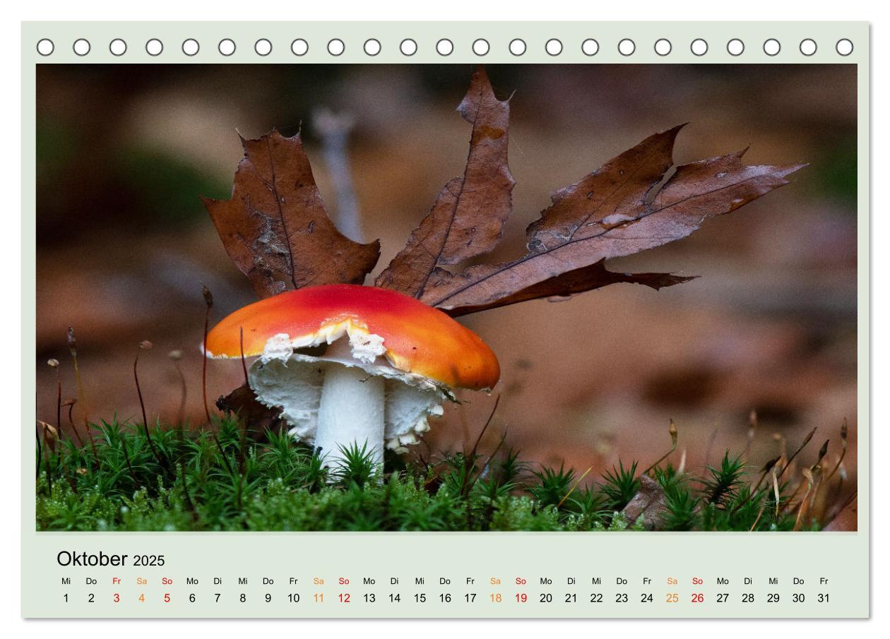 Bild: 9783383921834 | Im Fliegenpilz Rausch (Tischkalender 2025 DIN A5 quer), CALVENDO...