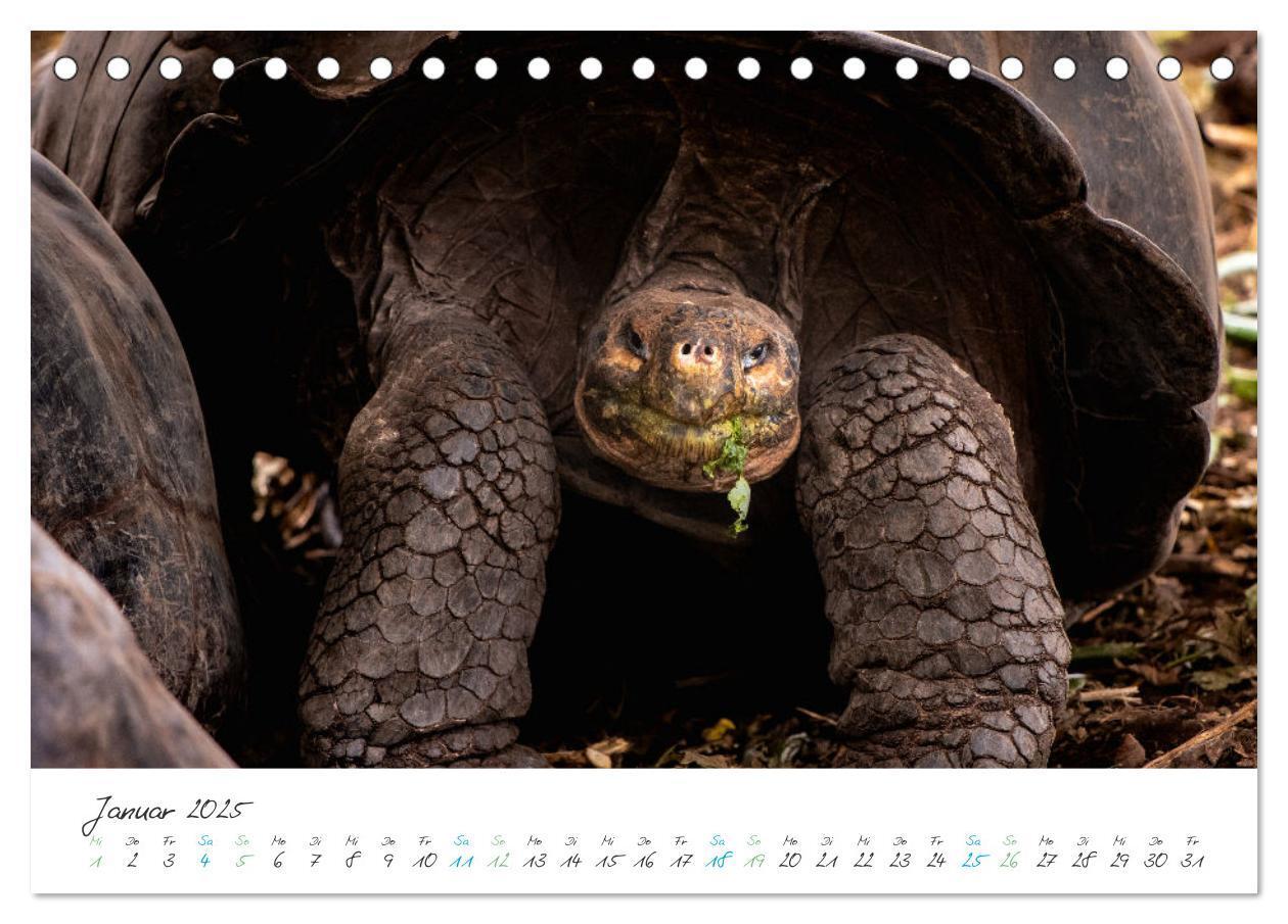 Bild: 9783383883361 | Die Riesenschildkröten der Galapagos Inseln (Tischkalender 2025 DIN...