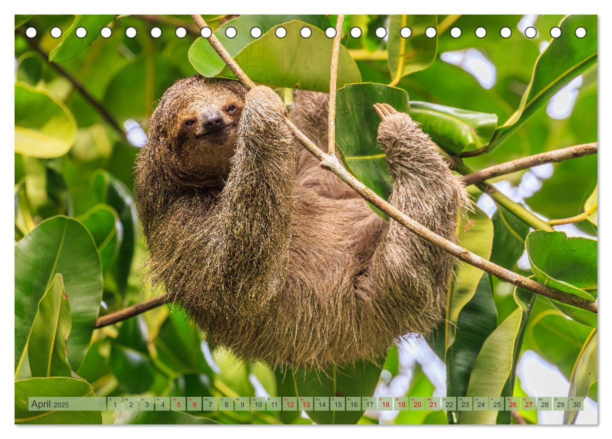 Bild: 9783457163610 | Tropenparadies zwischen Ozeanen Costa Rica (Tischkalender 2025 DIN...