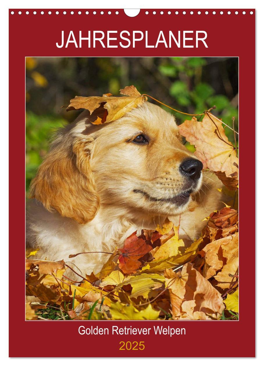 Cover: 9783435959266 | Jahresplaner Golden Retriever Welpen (Wandkalender 2025 DIN A3...