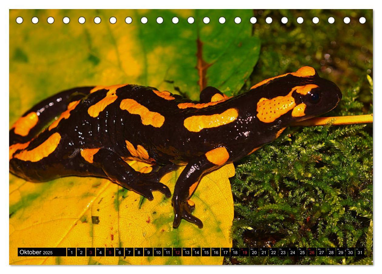 Bild: 9783435131082 | Im Revier der Salamander (Tischkalender 2025 DIN A5 quer), CALVENDO...