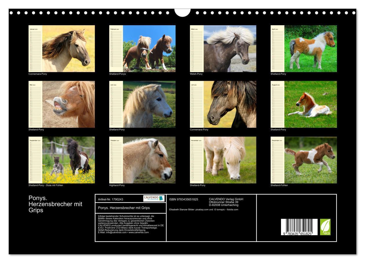 Bild: 9783435651825 | Ponys. Herzensbrecher mit Grips (Wandkalender 2025 DIN A3 quer),...