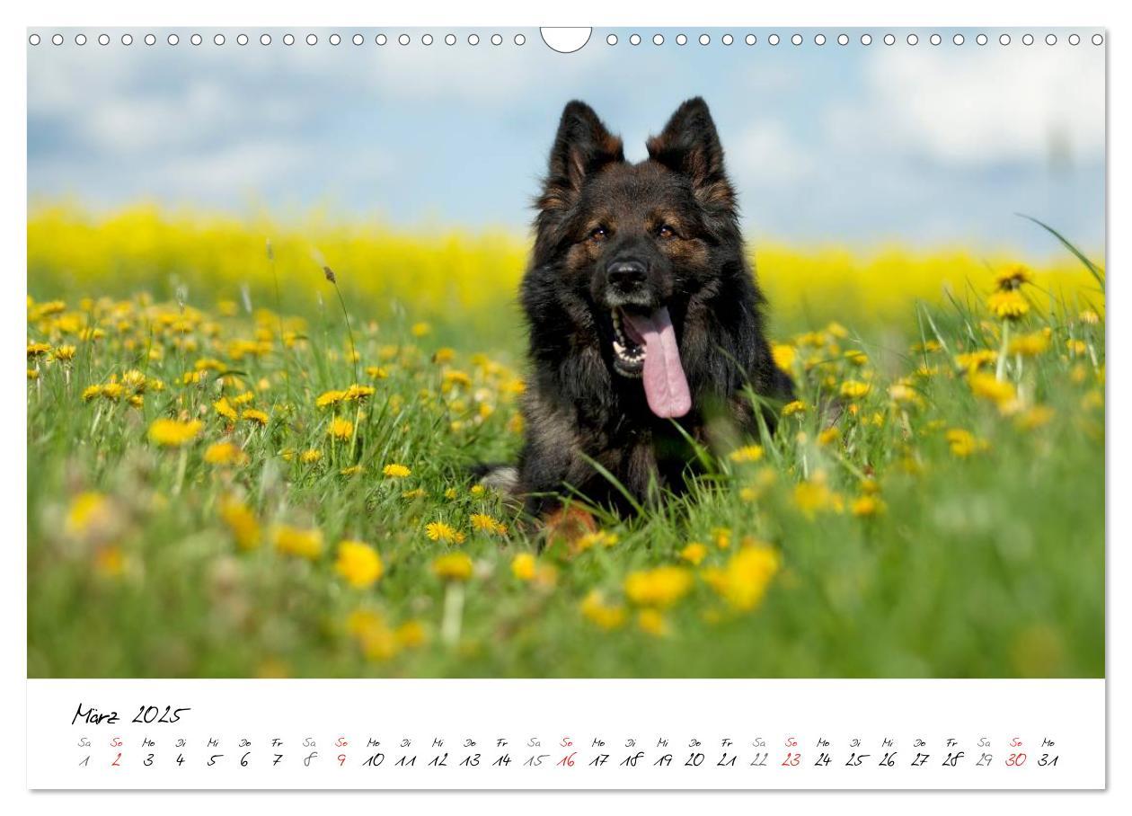 Bild: 9783435713554 | Der graue Deutsche Schäferhund (Wandkalender 2025 DIN A3 quer),...