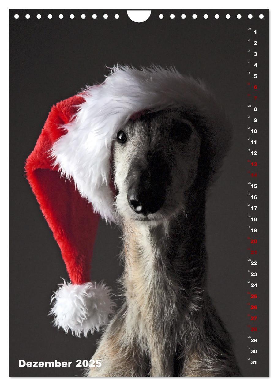 Bild: 9783457230862 | dogmuse deluxe (Wandkalender 2025 DIN A4 hoch), CALVENDO...