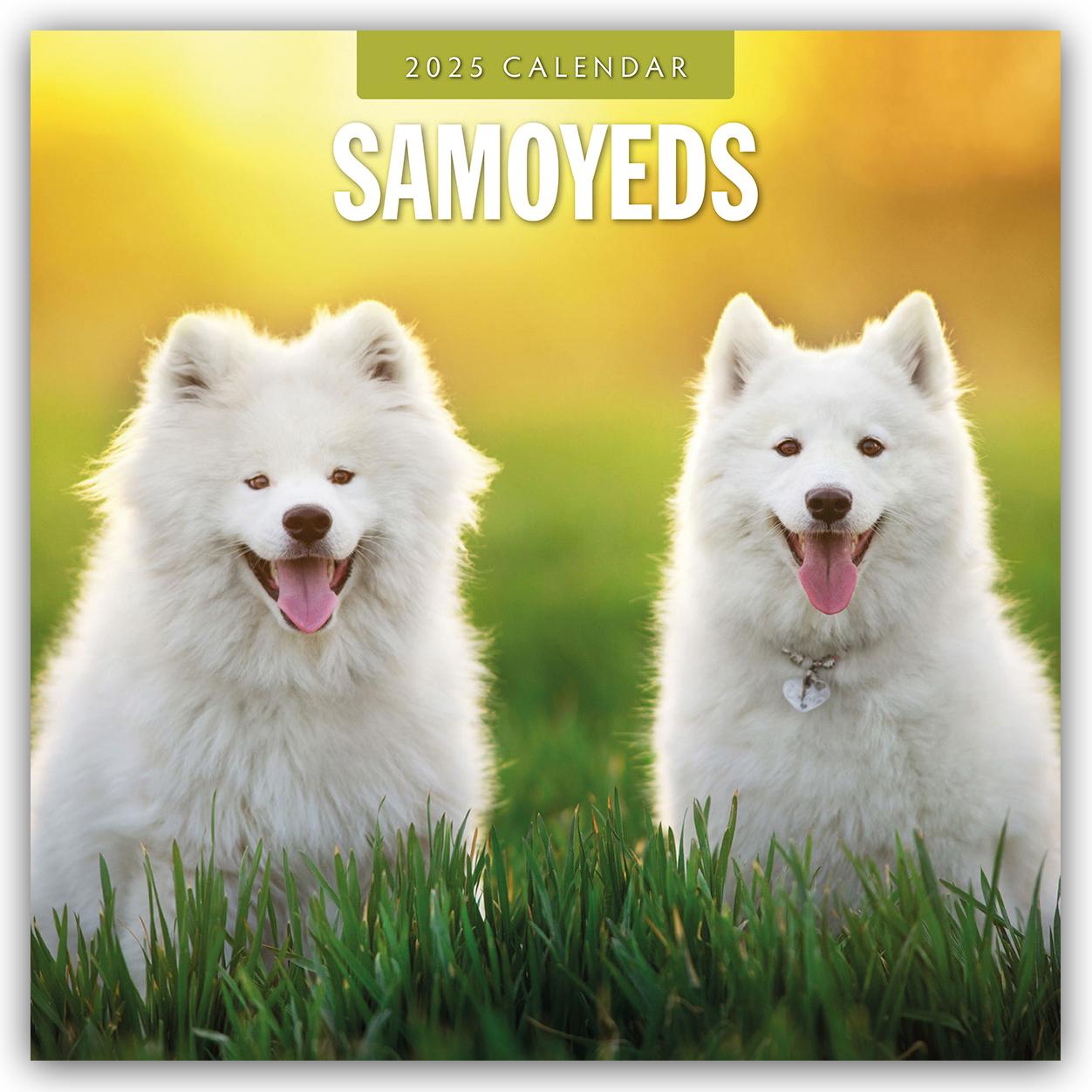 Cover: 9781804425046 | Samoyeds - Samojede - Samojedenspitz 2025 - 16-Monatskalender | Red