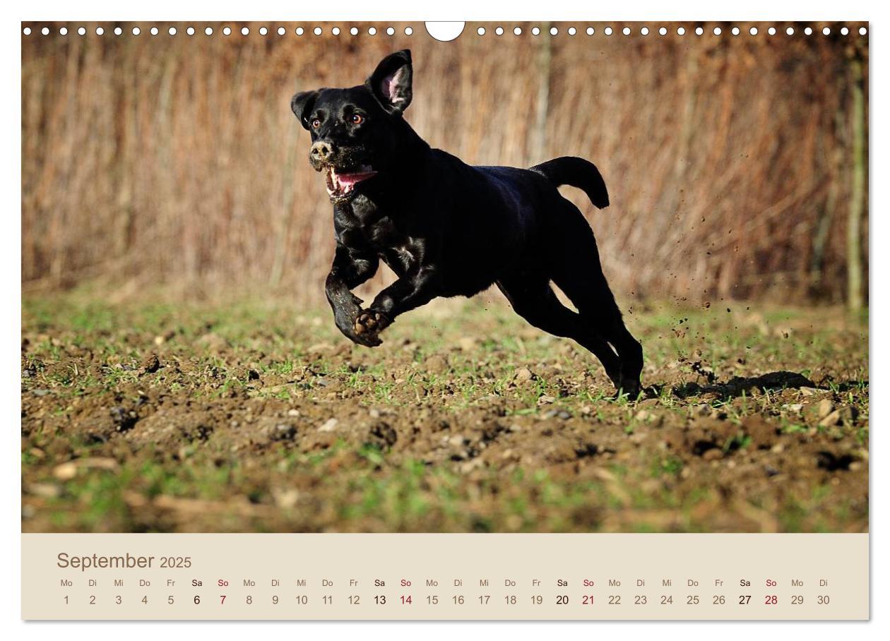 Bild: 9783435743223 | Labrador Retriever (Wandkalender 2025 DIN A3 quer), CALVENDO...