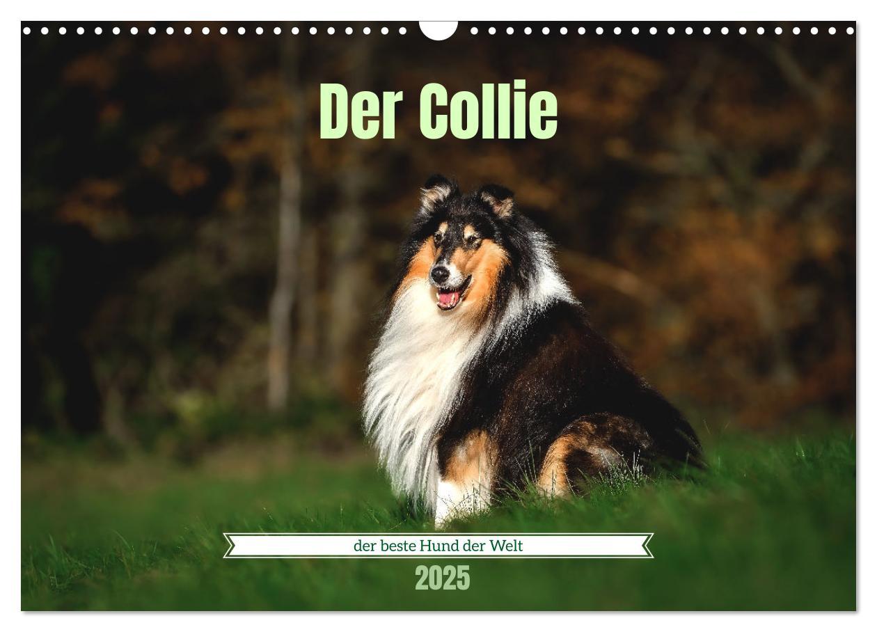 Cover: 9783435018598 | Der Collie der beste Hund der Welt (Wandkalender 2025 DIN A3 quer),...