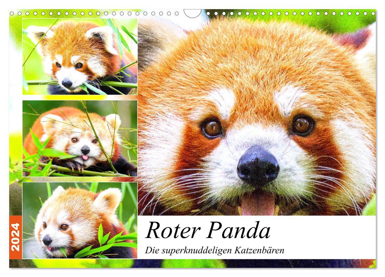 Cover: 9783675448445 | Roter Panda. Die superknuddeligen Katzenbären (Wandkalender 2024...