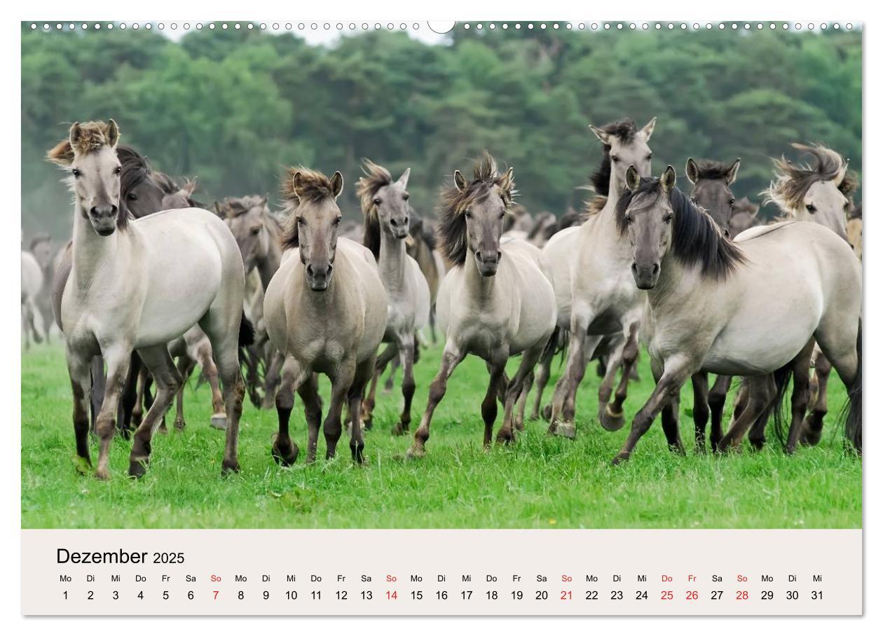 Bild: 9783435813056 | Dülmener Wildpferde (Wandkalender 2025 DIN A2 quer), CALVENDO...