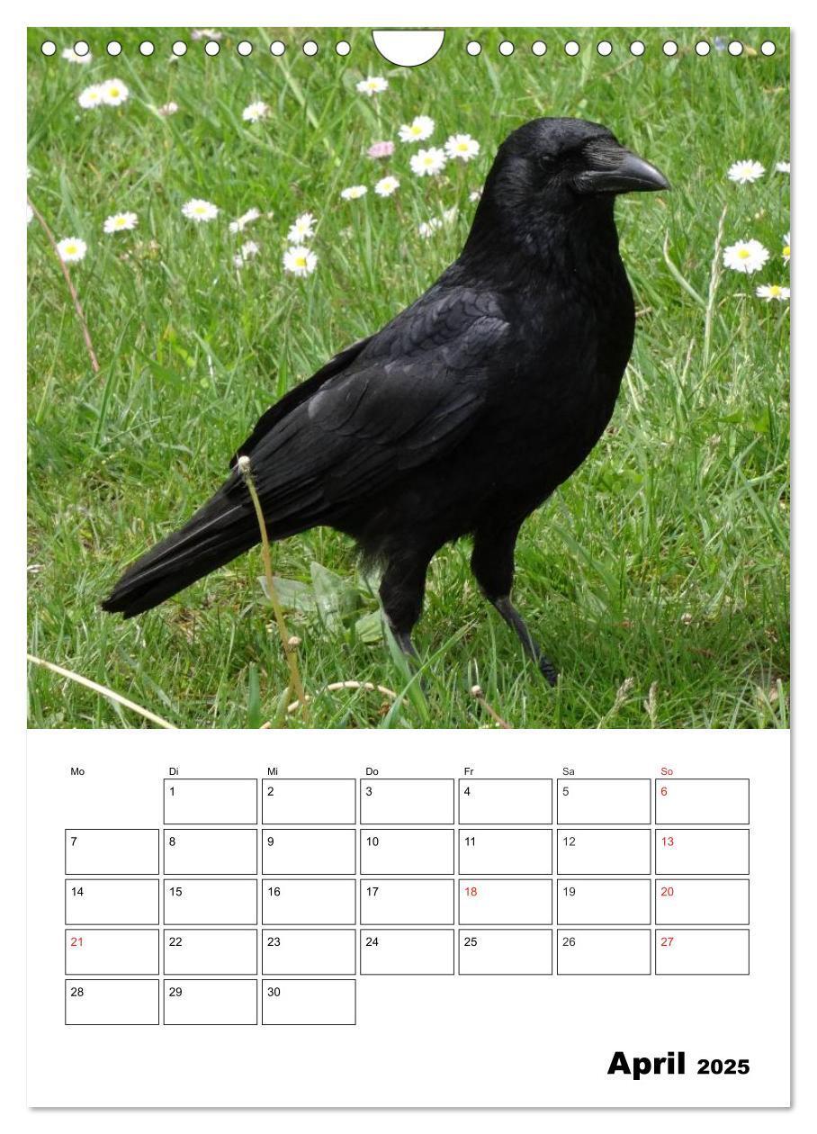 Bild: 9783457021088 | Rabenvögel Terminplaner (Wandkalender 2025 DIN A4 hoch), CALVENDO...