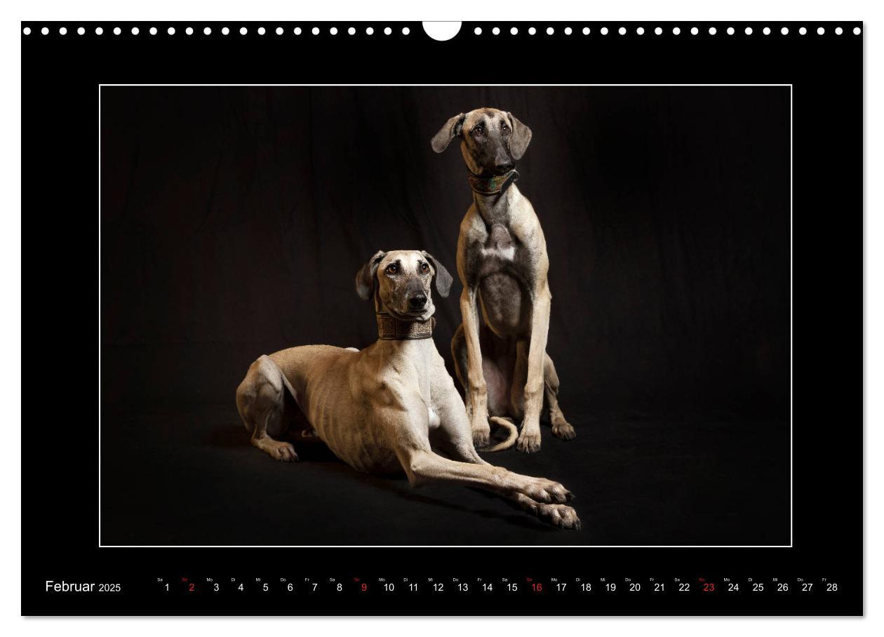 Bild: 9783435177226 | Windhunde - Schnelle Schönheiten (Wandkalender 2025 DIN A3 quer),...