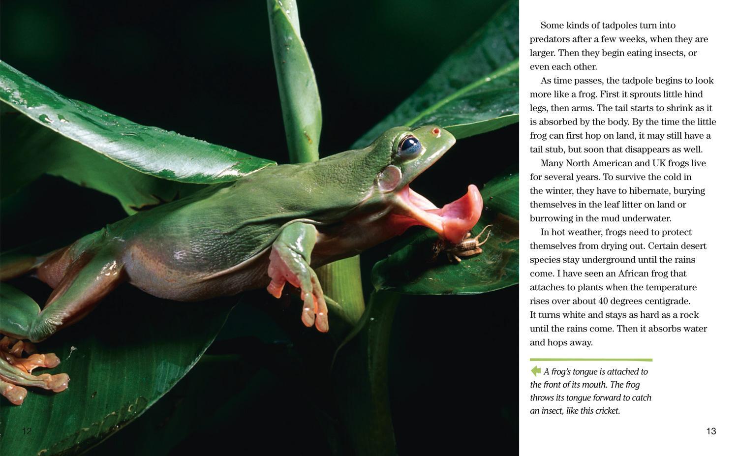 Bild: 9780008358150 | Face to Face with Frogs | Level 5 | Mark Moffett | Taschenbuch | 2019