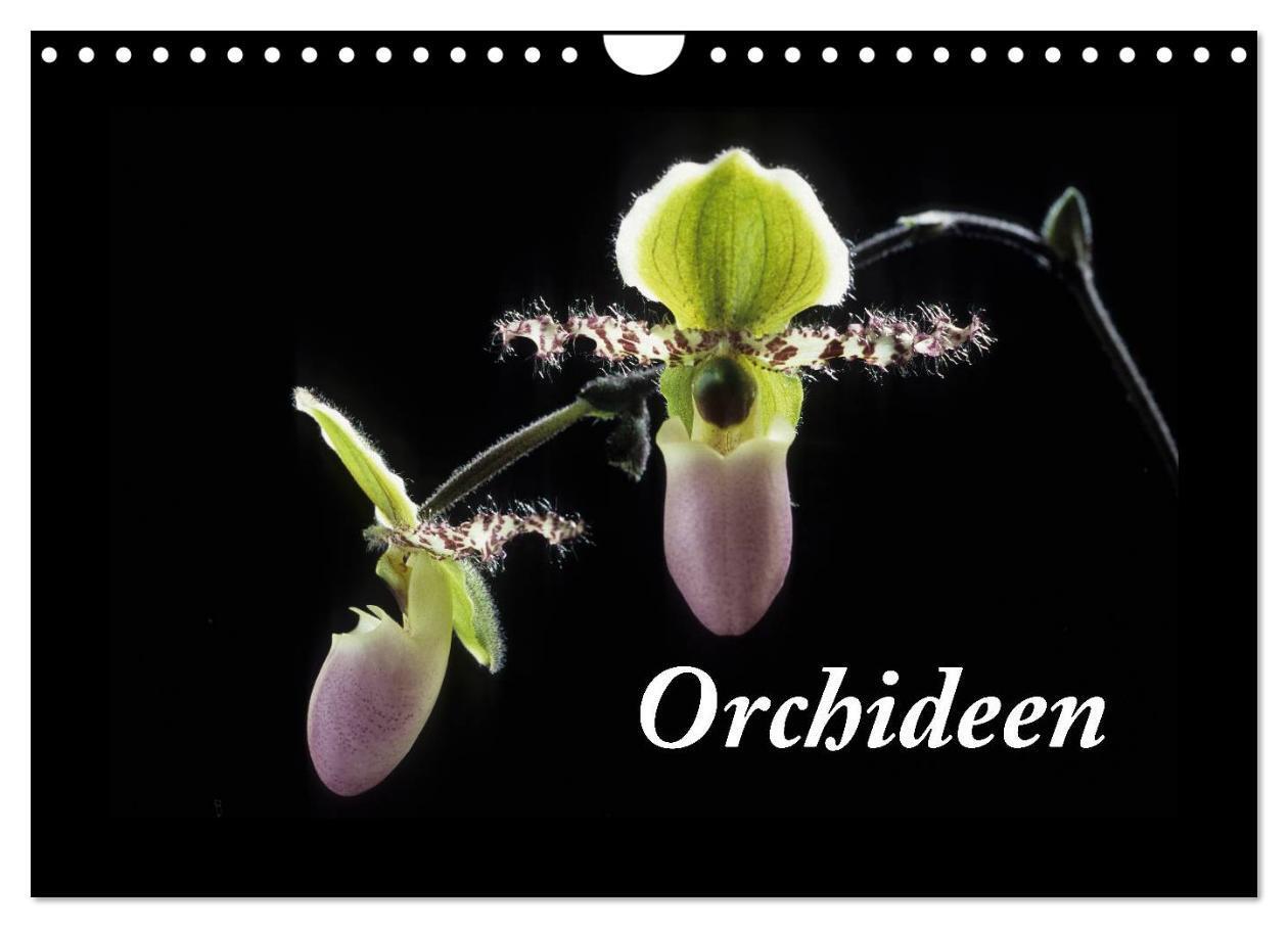 Cover: 9783435820474 | Orchideen 2025 (Wandkalender 2025 DIN A4 quer), CALVENDO...