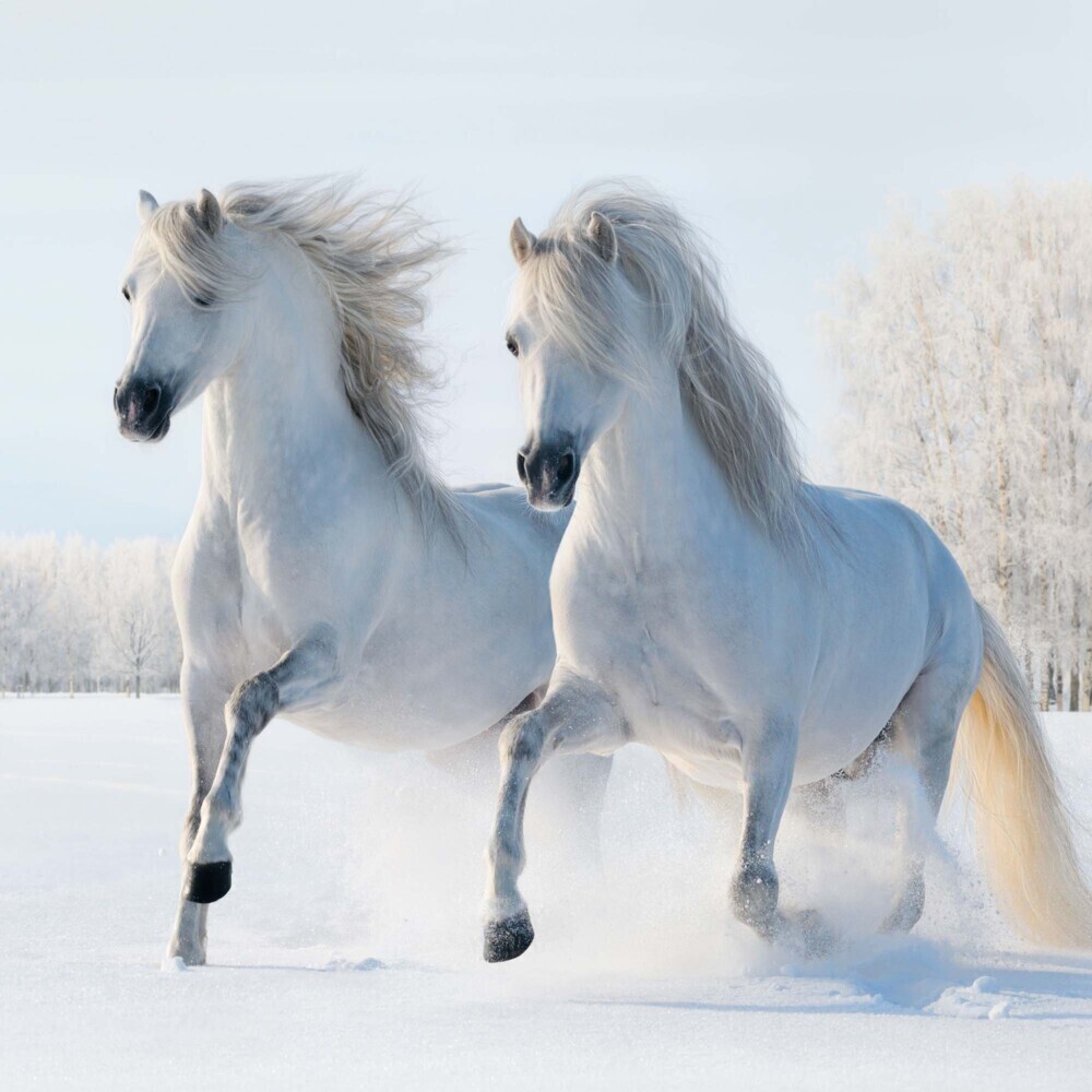 Bild: 9783959294546 | Horses/Pferde 2025 | Kalender 2025 | Kalender | Drahtheftung | 28 S.