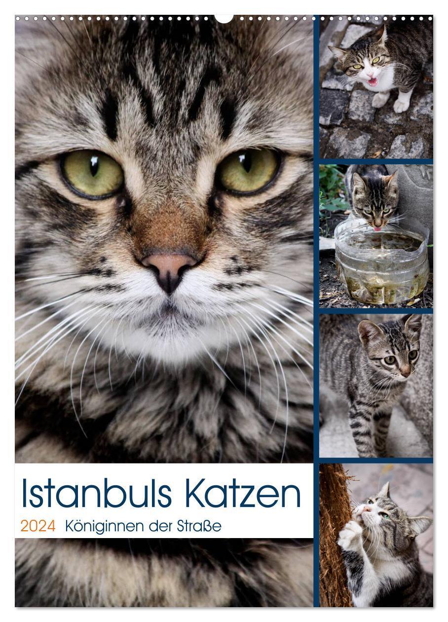 Cover: 9783383616457 | Istanbuls Katzen (Wandkalender 2024 DIN A2 hoch), CALVENDO...