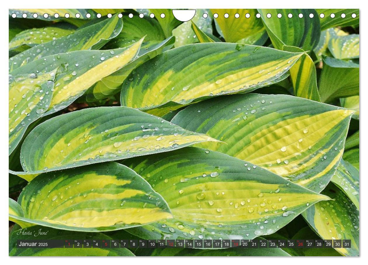 Bild: 9783435576814 | Hosta Staude mit Herz (Wandkalender 2025 DIN A4 quer), CALVENDO...