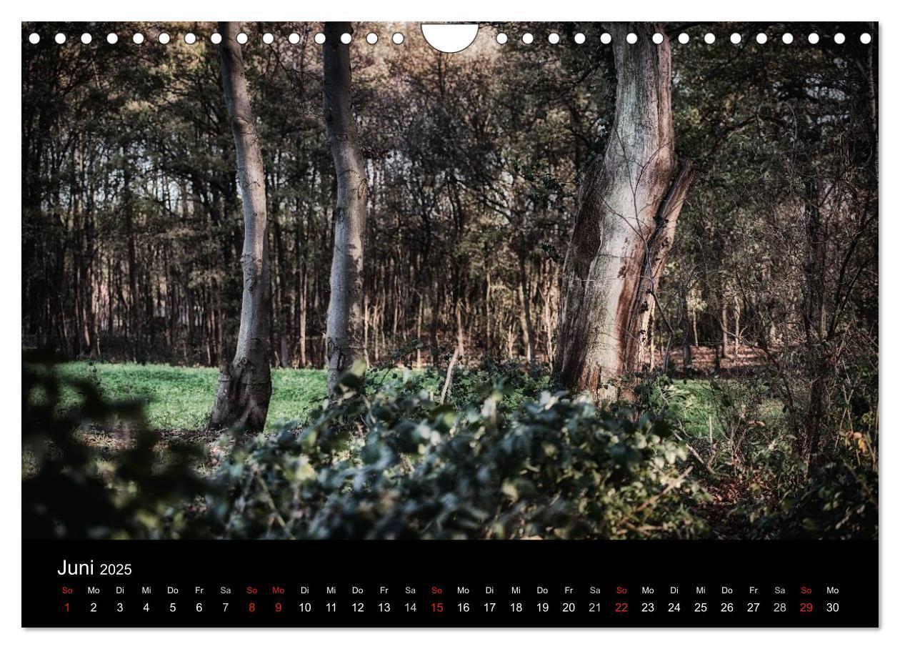 Bild: 9783435501502 | Mystische Wälder (Wandkalender 2025 DIN A4 quer), CALVENDO...