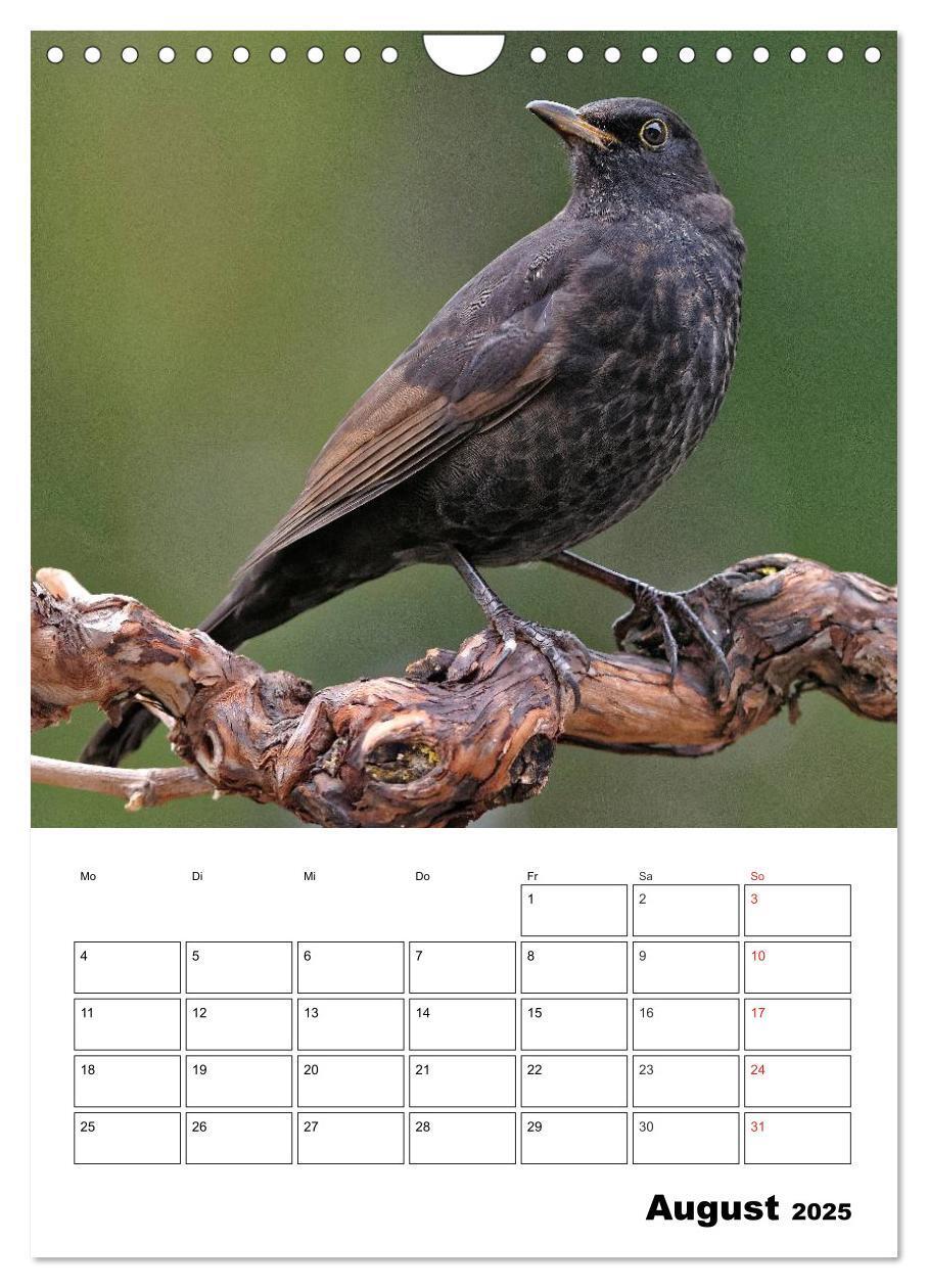 Bild: 9783457024195 | Bezaubernde Vögel im heimischen Garten (Wandkalender 2025 DIN A4...