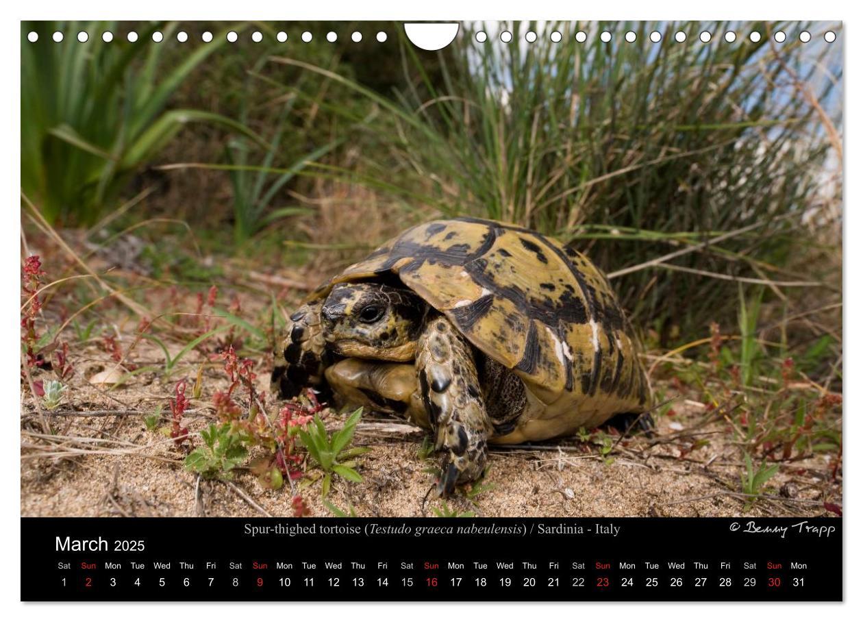 Bild: 9781325996001 | European Tortoises / UK-Version (Wall Calendar 2025 DIN A4...