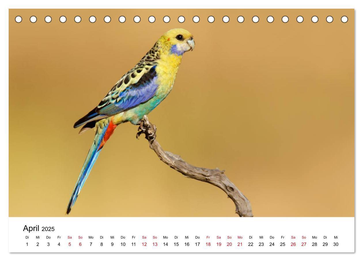 Bild: 9783435612239 | Australische Papageien (Tischkalender 2025 DIN A5 quer), CALVENDO...