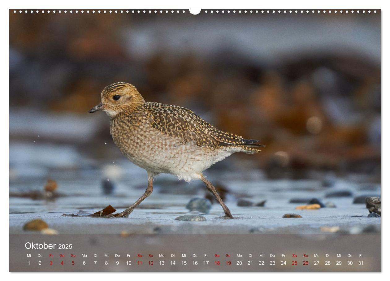 Bild: 9783435020027 | Vögel an Deutschlands Küsten (Wandkalender 2025 DIN A2 quer),...