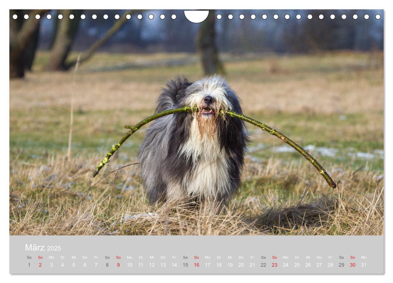 Bild: 9783435427239 | BEARDED COLLIES 2025 (Wandkalender 2025 DIN A4 quer), CALVENDO...