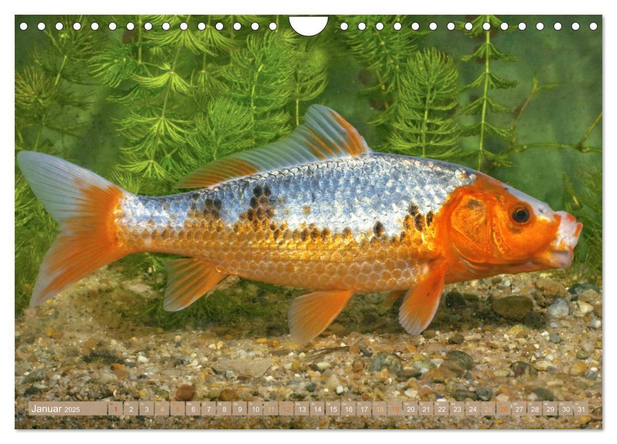 Bild: 9783435129553 | Koi: Juwelen im Teich (Wandkalender 2025 DIN A4 quer), CALVENDO...