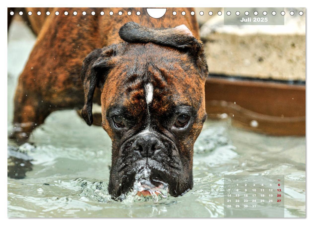 Bild: 9783435179947 | Einmal Boxer - immer Boxer (Wandkalender 2025 DIN A4 quer),...