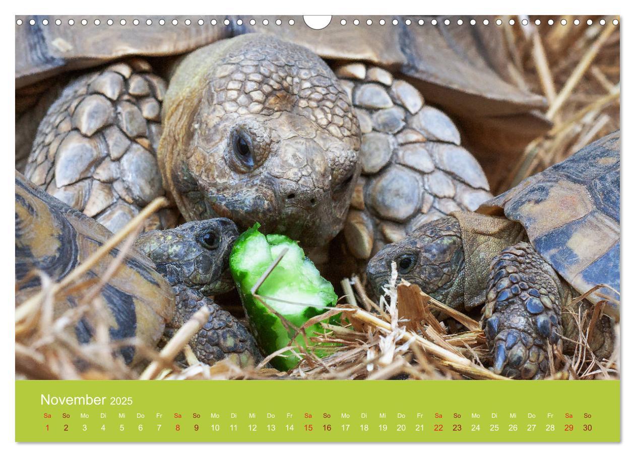 Bild: 9783435315505 | Meine Schildkröten (Wandkalender 2025 DIN A3 quer), CALVENDO...