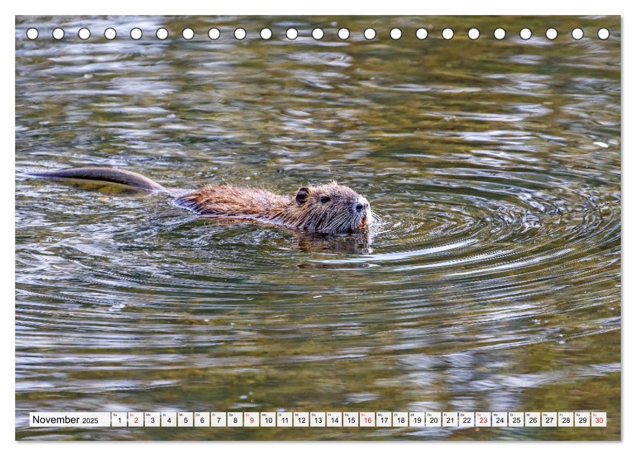 Bild: 9783435312436 | NUTRIA mit Nachwuchs (Tischkalender 2025 DIN A5 quer), CALVENDO...