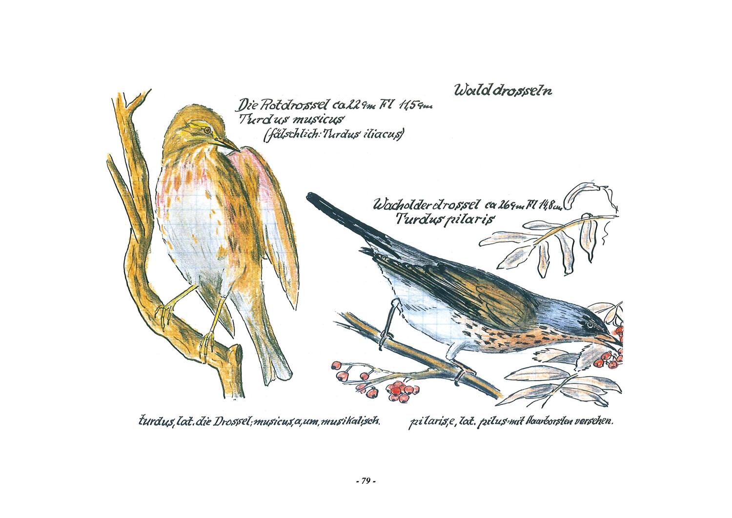 Bild: 9783968490236 | Das Vogel-Album. 1950 | von Karl Wenzel | Karl Wenzel | Buch | 544 S.