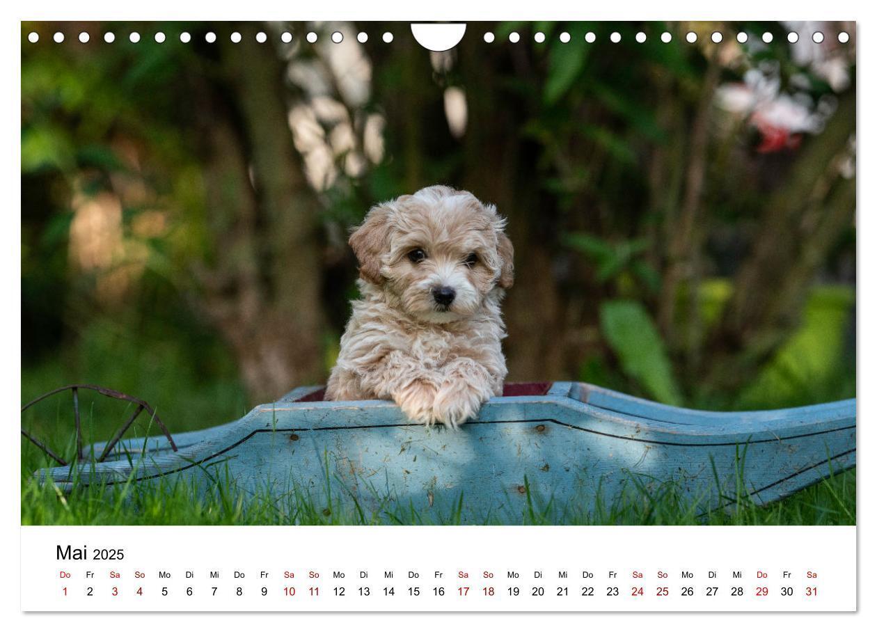 Bild: 9783435038350 | Maltipoo Welpen (Wandkalender 2025 DIN A4 quer), CALVENDO...