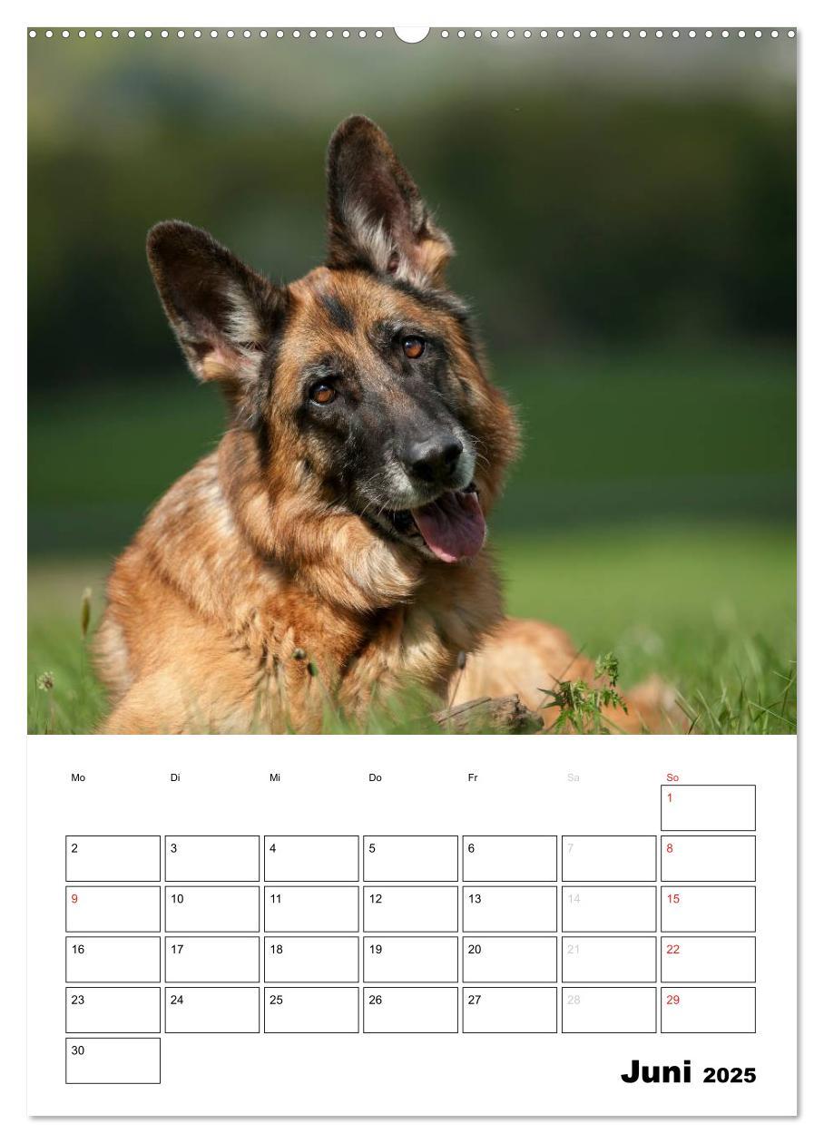 Bild: 9783457025895 | Deutsche Schäferhunde - Seelentröster auf vier Pfoten (Wandkalender...