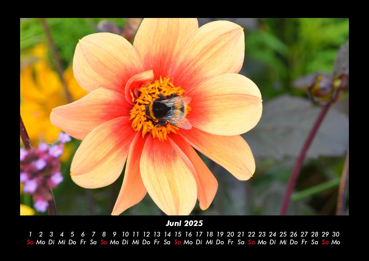 Bild: 9783755981213 | Bienen 2025 Fotokalender DIN A3 | Tobias Becker | Kalender | Kalender