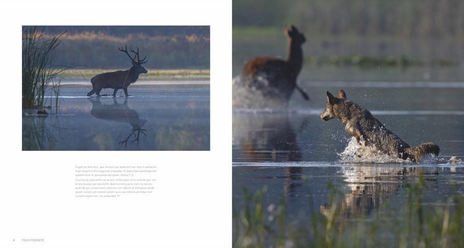 Bild: 9783954162802 | Deutschlands wilder Osten | Im Land von Kranich, Wolf und Adler | Buch